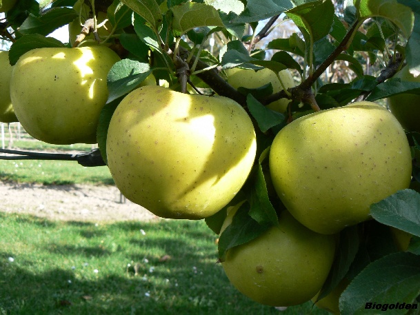 ovocne-druhy-a-odrudy: jablone: biogolden.jpg