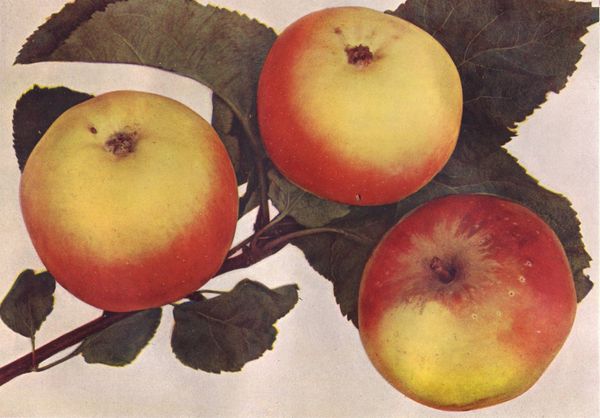 ovocne-druhy-a-odrudy: jablone: citronove_zimni.jpg