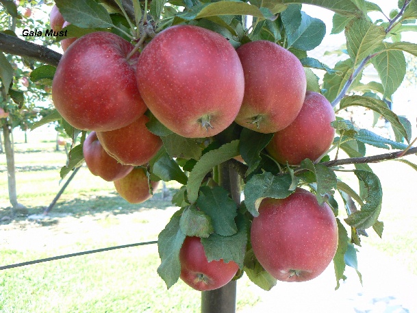 ovocne-druhy-a-odrudy: jablone: gala-must.jpg