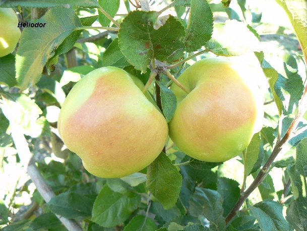 ovocne-druhy-a-odrudy: jablone: heliodor.jpg