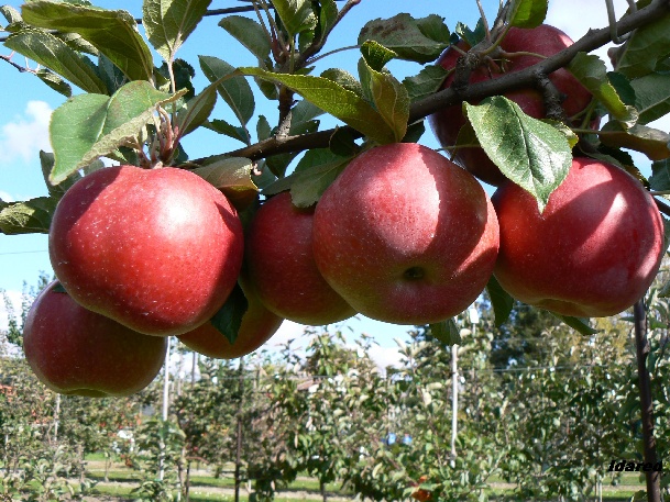 ovocne-druhy-a-odrudy: jablone: idared.jpg