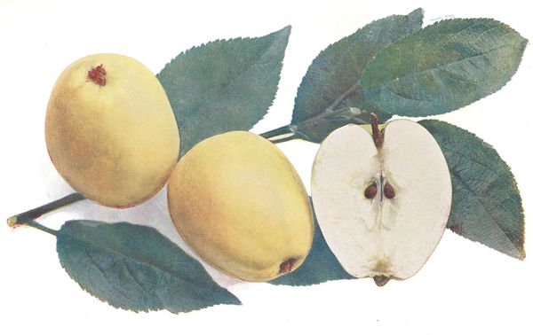 ovocne-druhy-a-odrudy: jablone: jadernicka_moravska.jpg