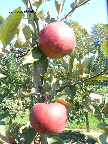 ovocne-druhy-a-odrudy: jablone: jonagold-marnica.jpg
