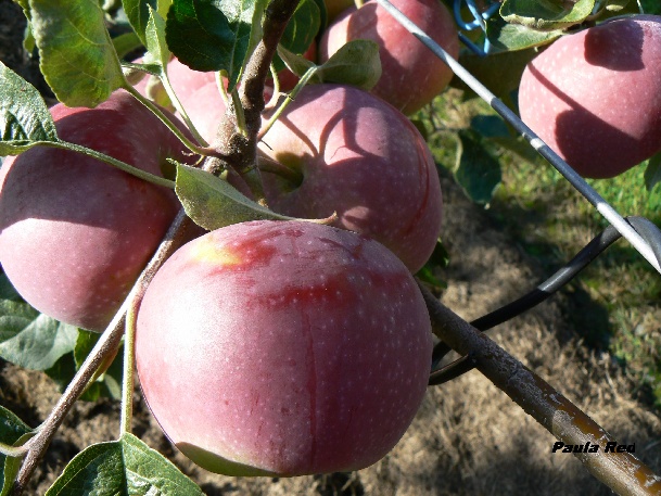 ovocne-druhy-a-odrudy: jablone: paulared.jpg