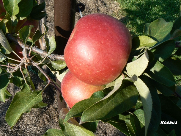 ovocne-druhy-a-odrudy: jablone: rosana.jpg