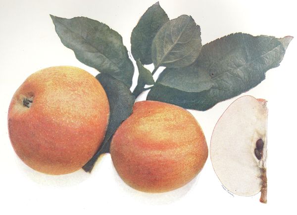ovocne-druhy-a-odrudy: jablone: strymka.jpg