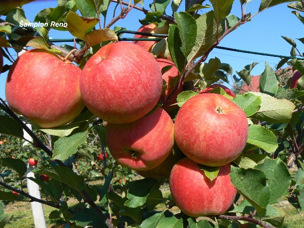 ovocne-druhy-a-odrudy: jablone: ampion-reno.jpg