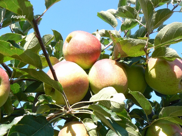 ovocne-druhy-a-odrudy: jablone: angold01.jpg