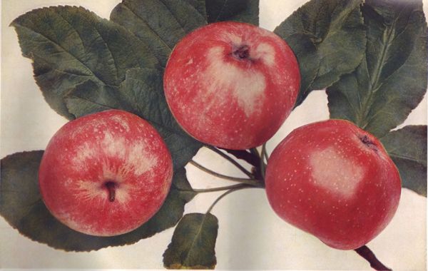 ovocne-druhy-a-odrudy: jablone: astrachan_cerveny.jpg
