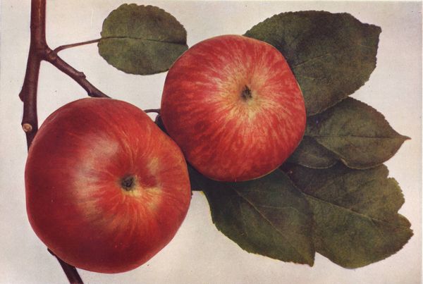 ovocne-druhy-a-odrudy: jablone: baumannova_reneta.jpg