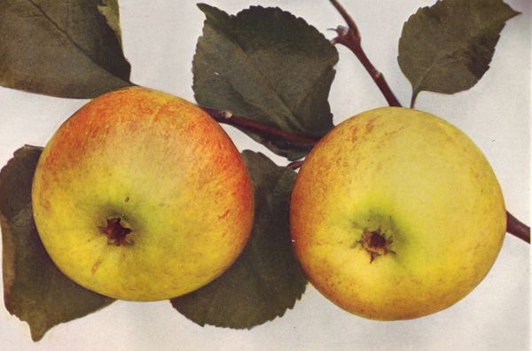 ovocne-druhy-a-odrudy: jablone: blenheimska_reneta.jpg