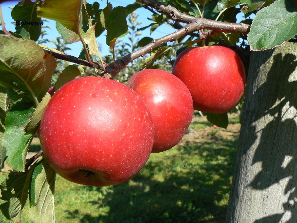 ovocne-druhy-a-odrudy: jablone: bohemia.jpg