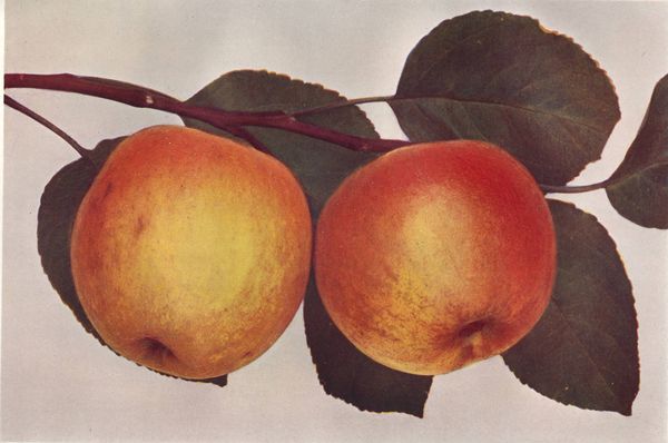 ovocne-druhy-a-odrudy: jablone: boskoopske.jpg