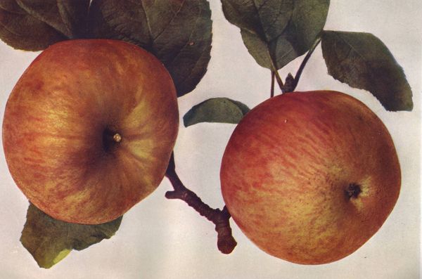 ovocne-druhy-a-odrudy: jablone: coulonova_reneta.jpg
