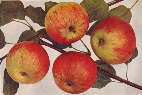 ovocne-druhy-a-odrudy: jablone: coxova_reneta.jpg