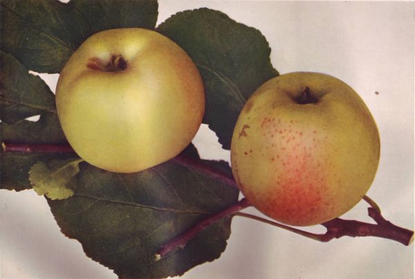 ovocne-druhy-a-odrudy: jablone: croncelske.jpg