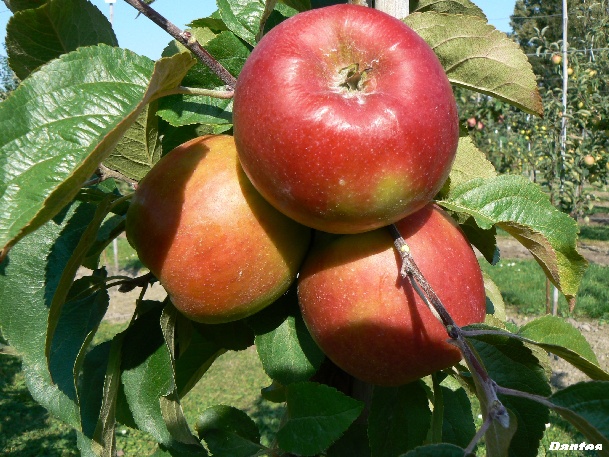 ovocne-druhy-a-odrudy: jablone: dantes.jpg
