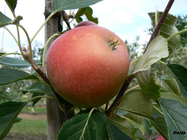 ovocne-druhy-a-odrudy: jablone: daria.jpg