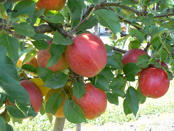 ovocne-druhy-a-odrudy: jablone: doris.jpg