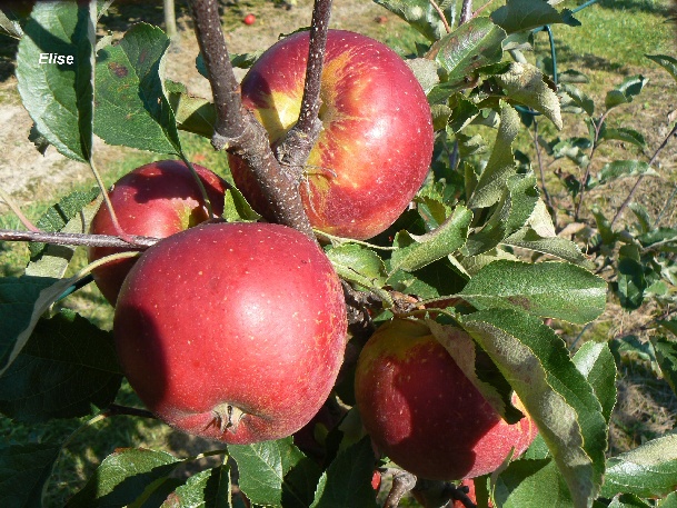 ovocne-druhy-a-odrudy: jablone: elise.jpg