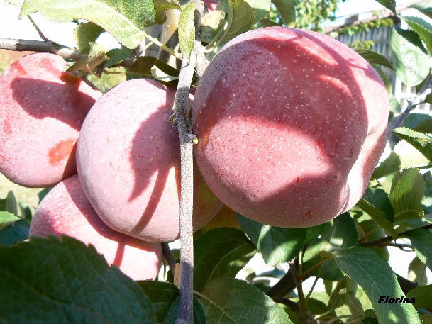 ovocne-druhy-a-odrudy: jablone: florina.jpg