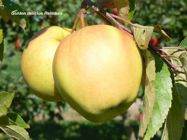 ovocne-druhy-a-odrudy: jablone: golden-delicius-reinders.jpg