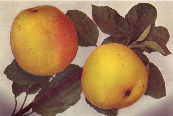 ovocne-druhy-a-odrudy: jablone: grahamovo.jpg