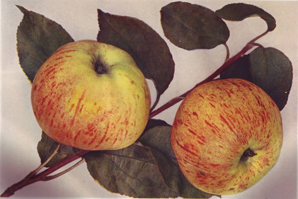 ovocne-druhy-a-odrudy: jablone: gravstynske.jpg