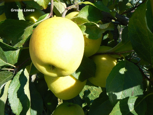 ovocne-druhy-a-odrudy: jablone: greens-lewes.jpg