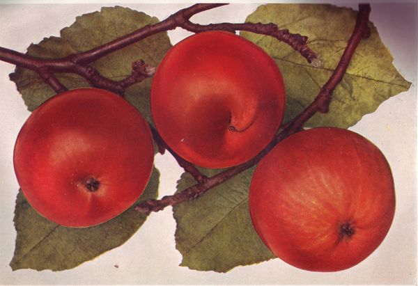 ovocne-druhy-a-odrudy: jablone: holovouske_malinove.jpg