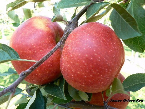 ovocne-druhy-a-odrudy: jablone: james-grieve-red.jpg