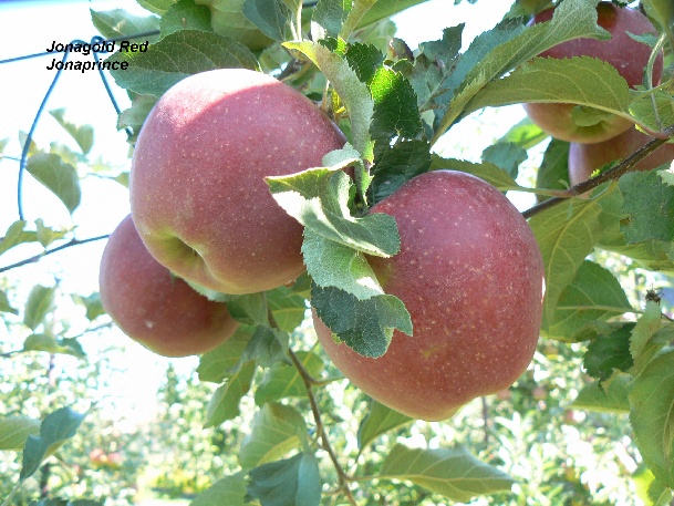 ovocne-druhy-a-odrudy: jablone: jonagold-red-jonaprince.jpg