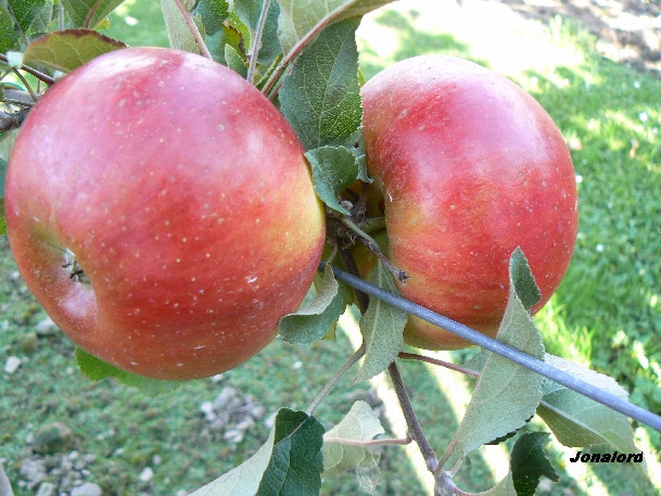 ovocne-druhy-a-odrudy: jablone: jonalord.jpg