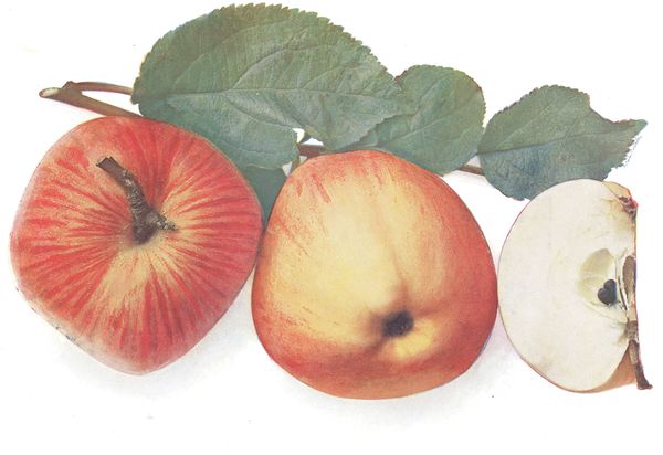 ovocne-druhy-a-odrudy: jablone: kardinal-zihany.jpg