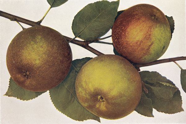 ovocne-druhy-a-odrudy: jablone: kozena_reneta_zimni.jpg