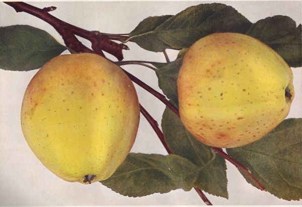 ovocne-druhy-a-odrudy: jablone: krasokvet_zluty.jpg