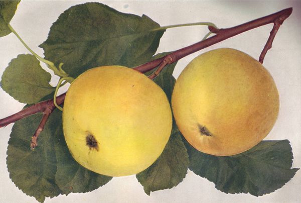 ovocne-druhy-a-odrudy: jablone: landsberska_reneta.jpg