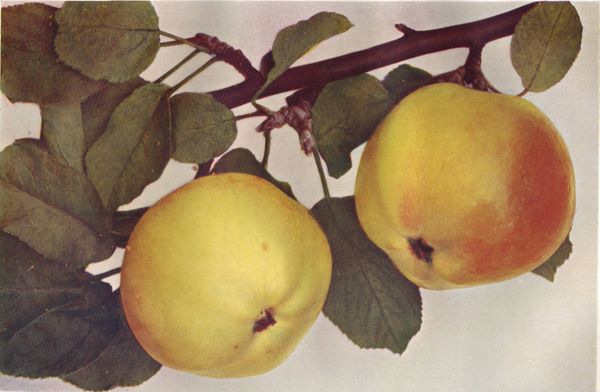 ovocne-druhy-a-odrudy: jablone: londynsky_jadernac.jpg