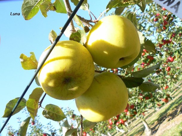 ovocne-druhy-a-odrudy: jablone: luna.jpg