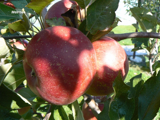 ovocne-druhy-a-odrudy: jablone: melrose.jpg