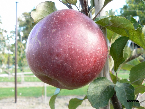 ovocne-druhy-a-odrudy: jablone: meteor.jpg