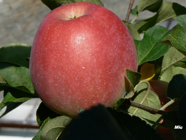 ovocne-druhy-a-odrudy: jablone: mio.jpg