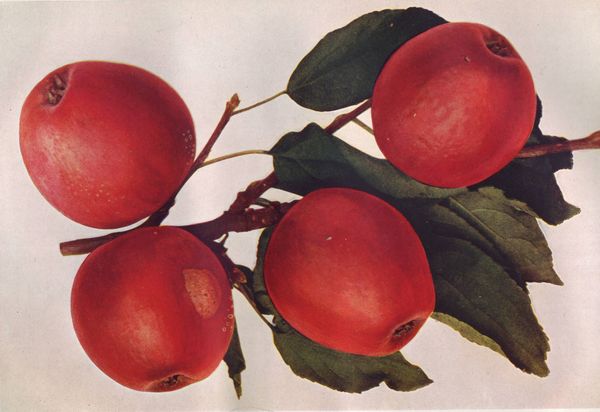 ovocne-druhy-a-odrudy: jablone: pannenske.jpg