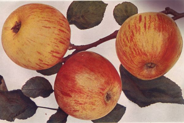 ovocne-druhy-a-odrudy: jablone: parmena_zlata.jpg