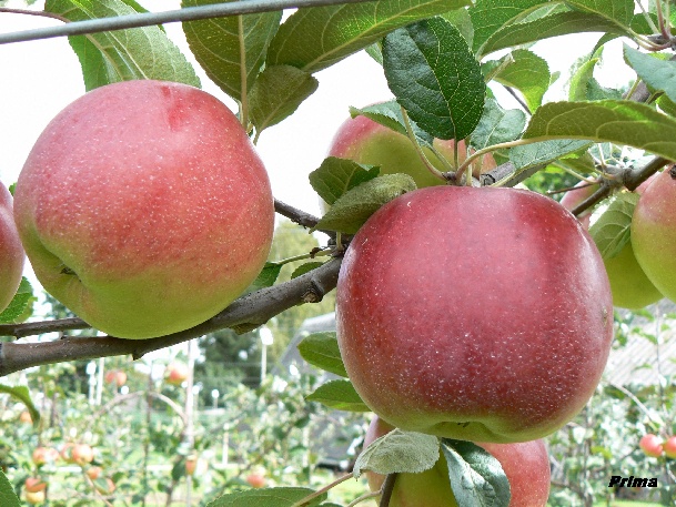 ovocne-druhy-a-odrudy: jablone: prima.jpg