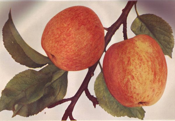 ovocne-druhy-a-odrudy: jablone: rehtac_soudkovity.jpg