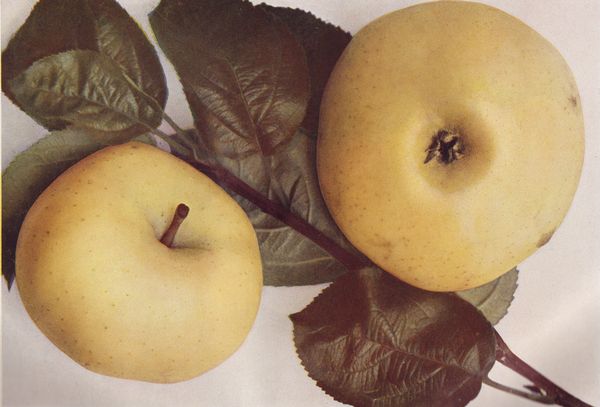 ovocne-druhy-a-odrudy: jablone: smiricke_300dpi.jpg