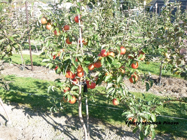 ovocne-druhy-a-odrudy: jablone: trilety-stromek--pinova.jpg
