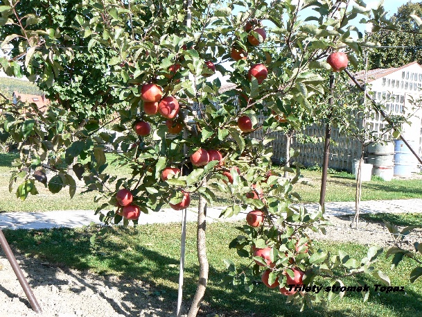 ovocne-druhy-a-odrudy: jablone: trilety-stromek-topaz.jpg
