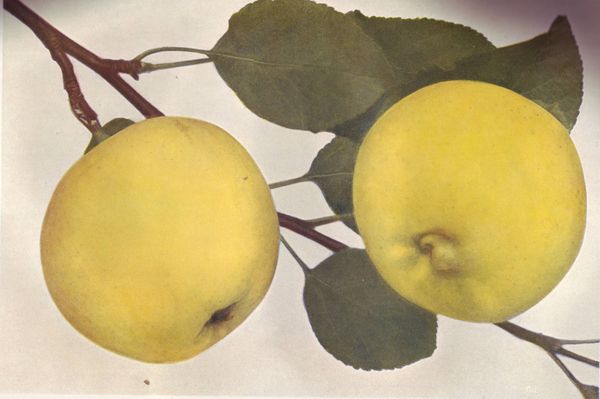 ovocne-druhy-a-odrudy: jablone: uslechtile_zlute.jpg